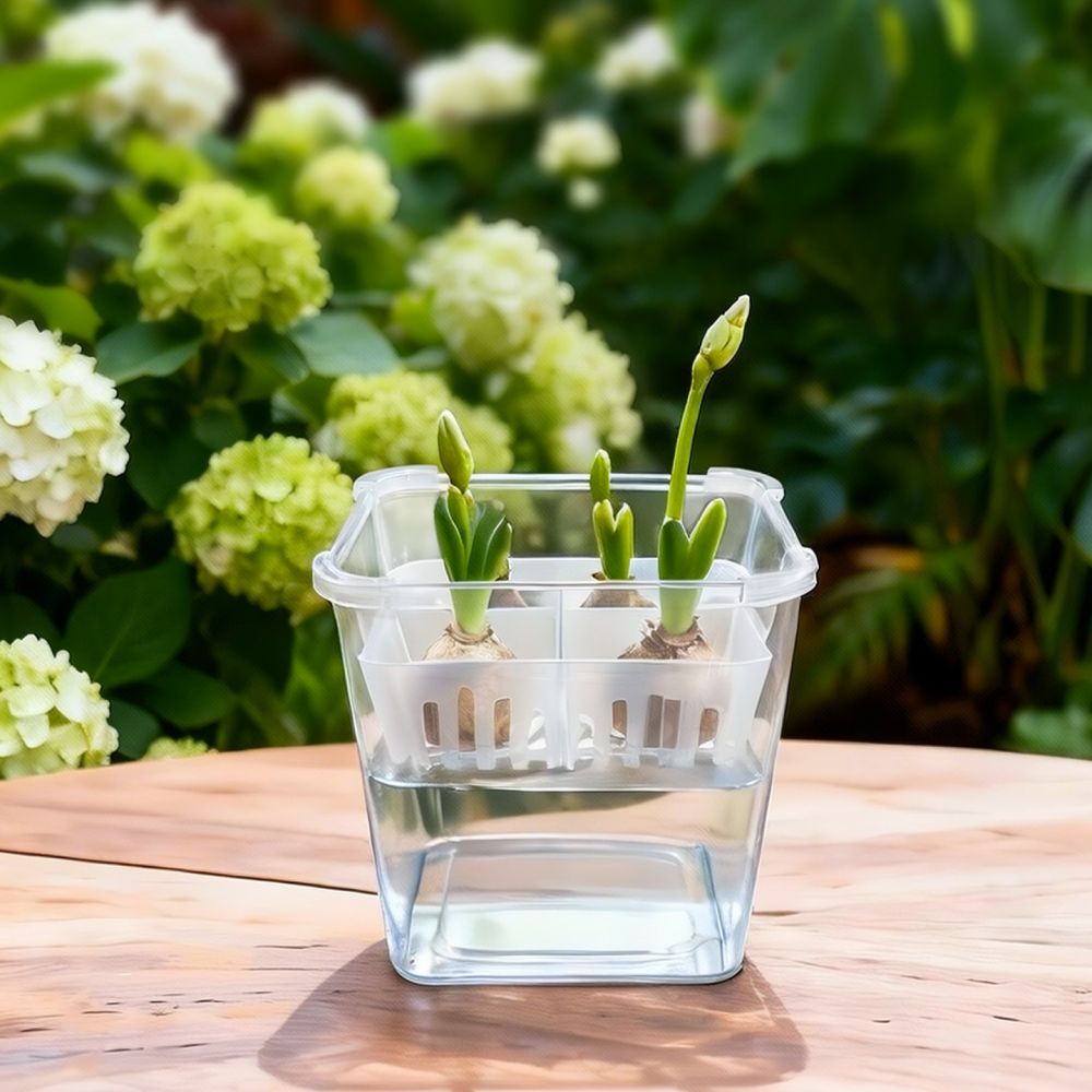 Jarrón hidropónico para tulipa - Plant Pot reseña y precio