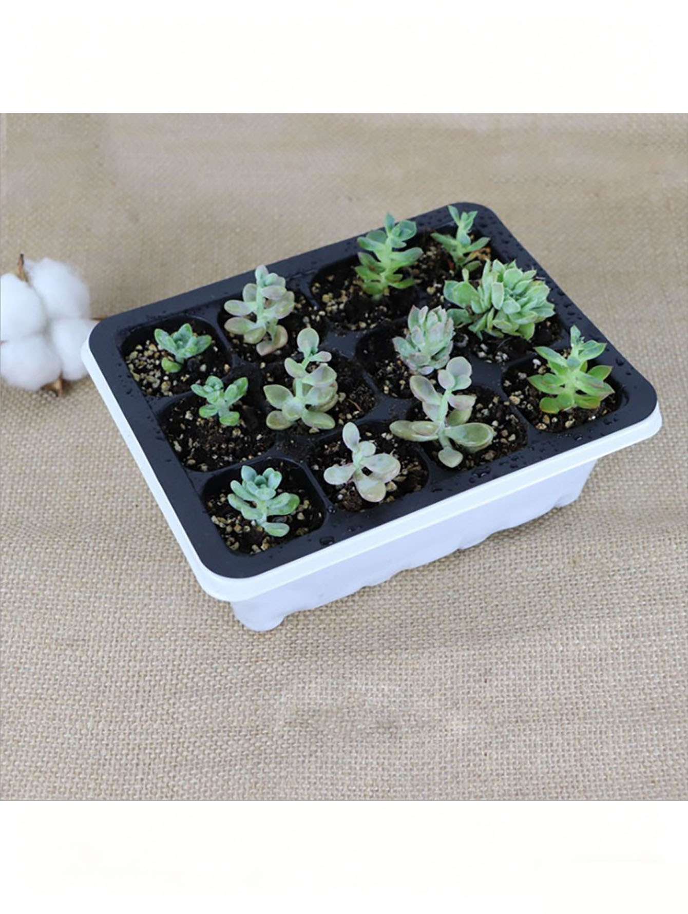 Bandeja para plántulas de 6/12 - Seed Starter Tray reseña y precio